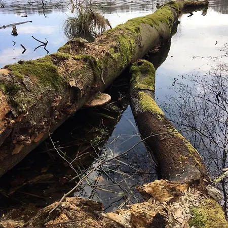 Ahornallee Dom wakacyjny Wendisch Rietz