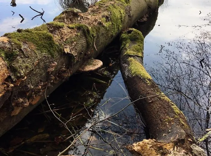 Ahornallee Feriehus Wendisch Rietz